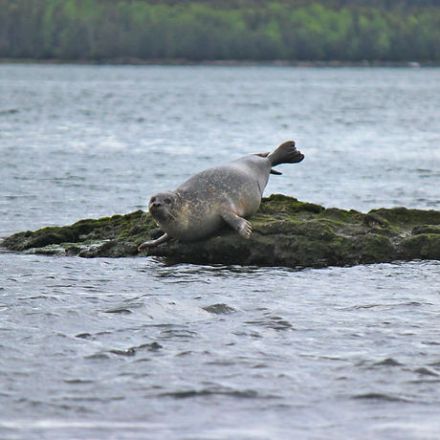 a small animal in a body of water