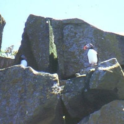 a close up of a rock