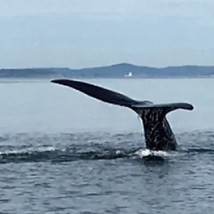 a whale swimming in a body of water