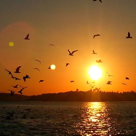 a flock of seagulls flying over a body of water